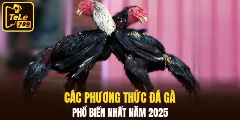 Cựa tròn là vũ khí phổ biến nhất của các chiến kê