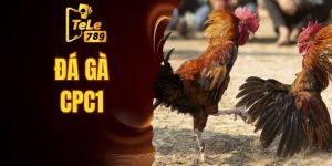 Đá gà CPC1