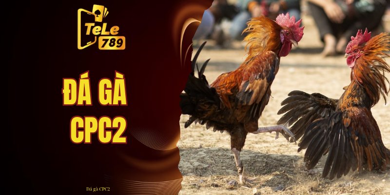 đá gà CPC2