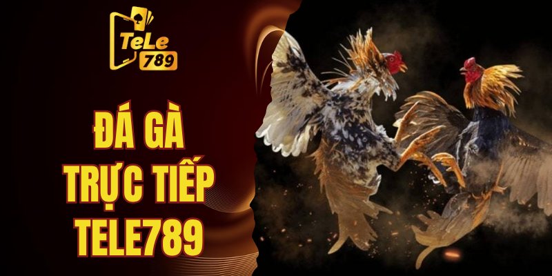 đá gà trực tiếp Tele789
