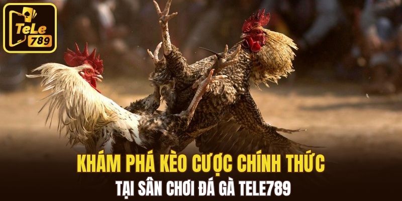 Khám phá kèo cược chính thức tại sân chơi đá gà Tele789