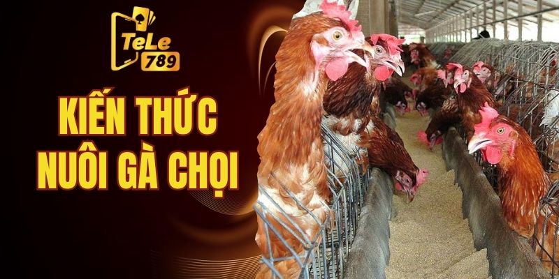 kiến thức nuôi gà chọi