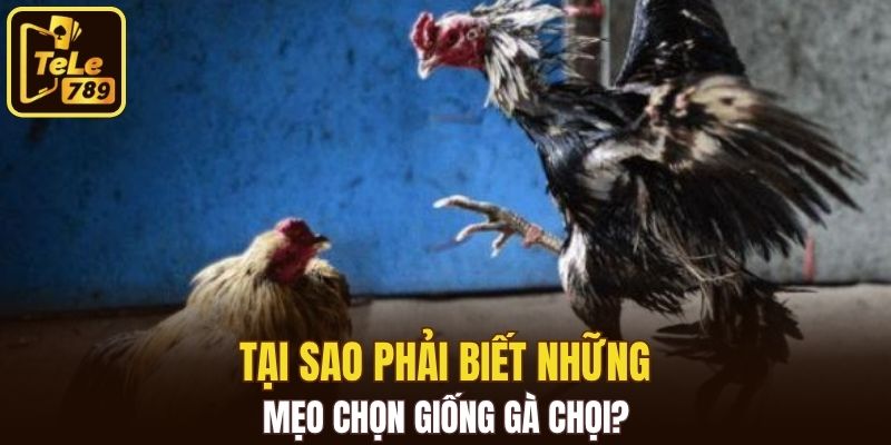 Mẹo chọn giống gà chọi đóng vai trò quyết định ngay từ đầu