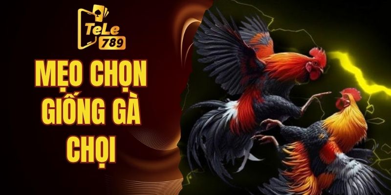 mẹo chọn giống gà chọi