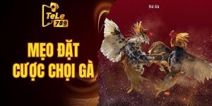 mẹo đặt cược chọi gà