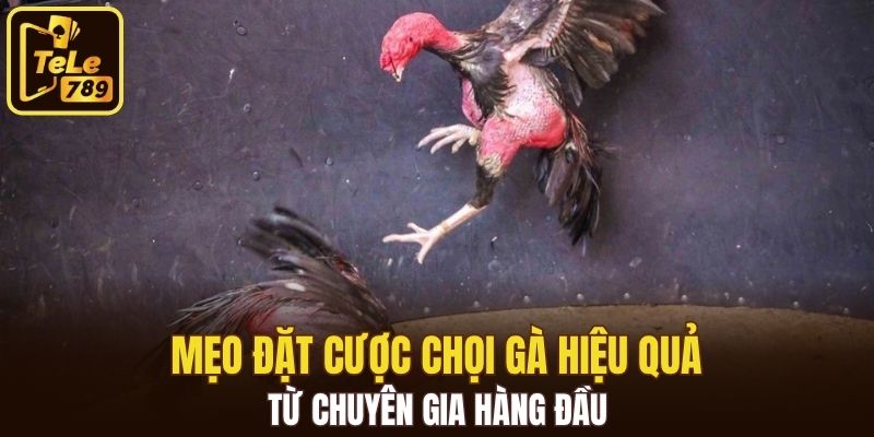 Mẹo đặt cược chọi gà hiệu quả từ chuyên gia hàng đầu