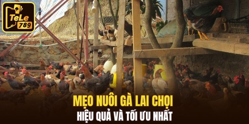 Mẹo nuôi gà lai chọi hiệu quả và tối ưu nhất