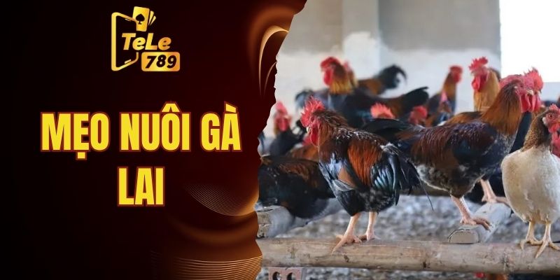 mẹo nuôi gà lai