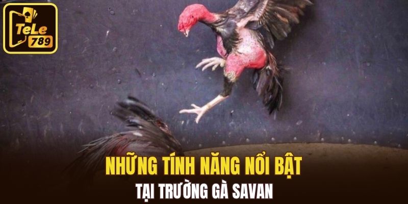 Những điểm nổi bật của trường gà Savan tại Tele789